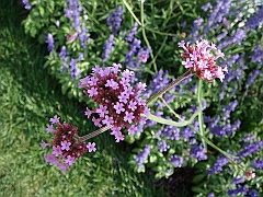 184 Longwood Gardens [2008 August 23]